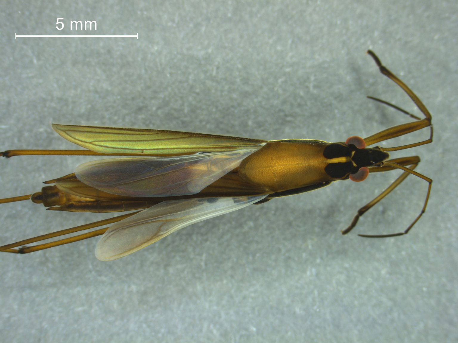 Limnoporus rufoscutellatus